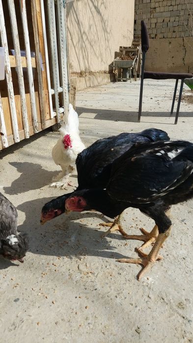 Bir par zuri bor sotuvda