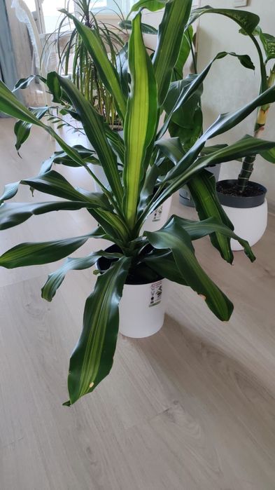 Продам Комнатную цветы Драцена