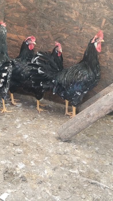 Ouă pentru incubat de italiene negru-bobat