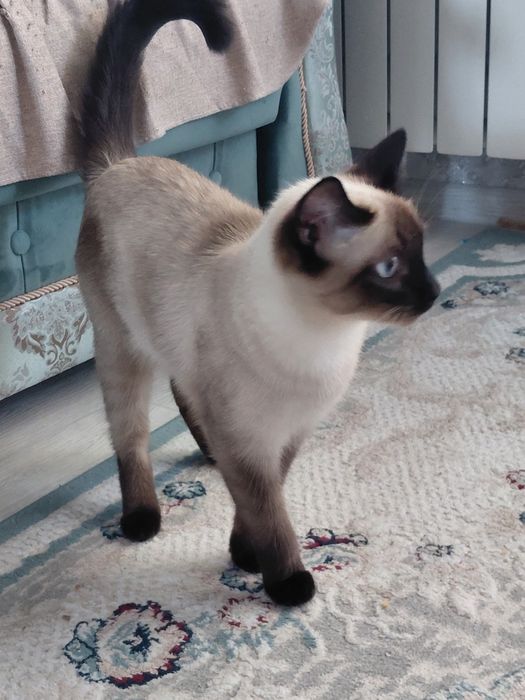 Кошку сиямская,  хорошая