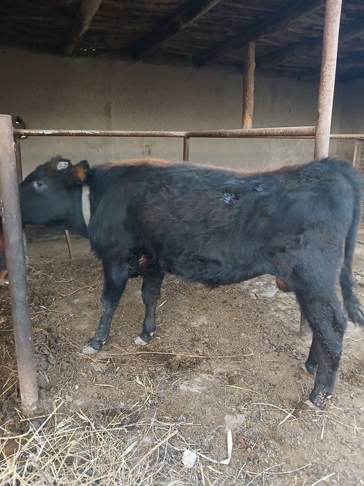 Букача сотилади ёош 7 ойлик иштахаси яхши.