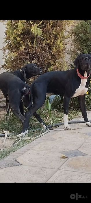 Овчи Кучук тозза Турция