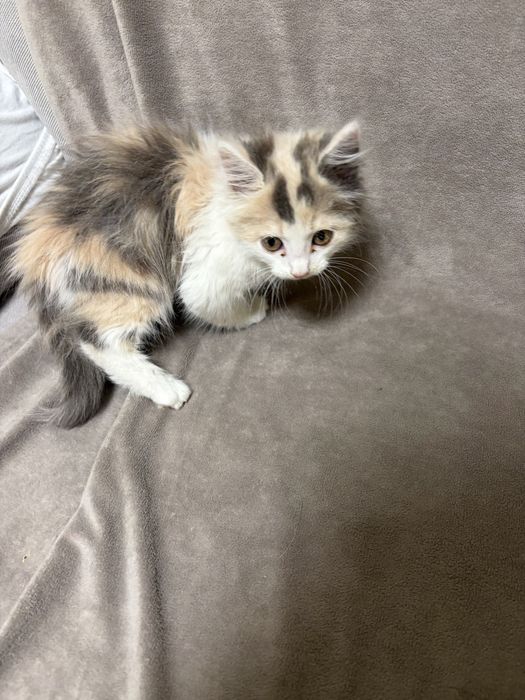 Отдам котят в хорошие руки