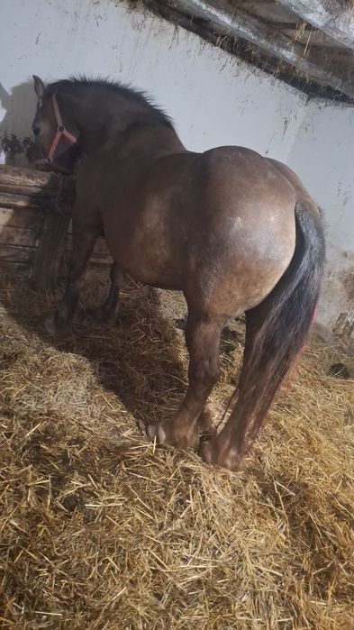 Iapa de vinzare de 8 anu cu minz de 3 luni jumate acte la zi