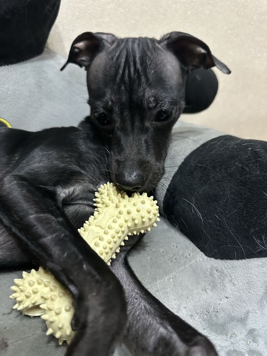 Той терьер бесплатно в добрые руки