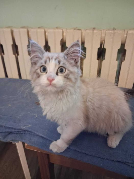 Красивый котёнок