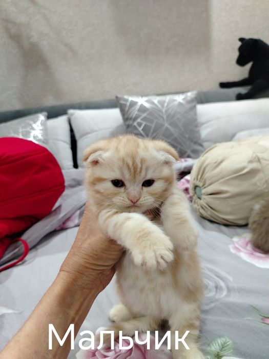 Котята скотиш фолд, скотиш страйт