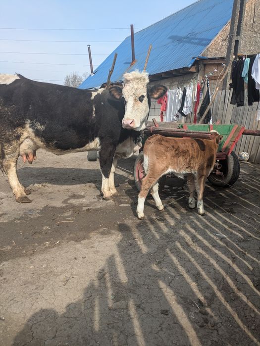 Vând vaca fătată cu vitica