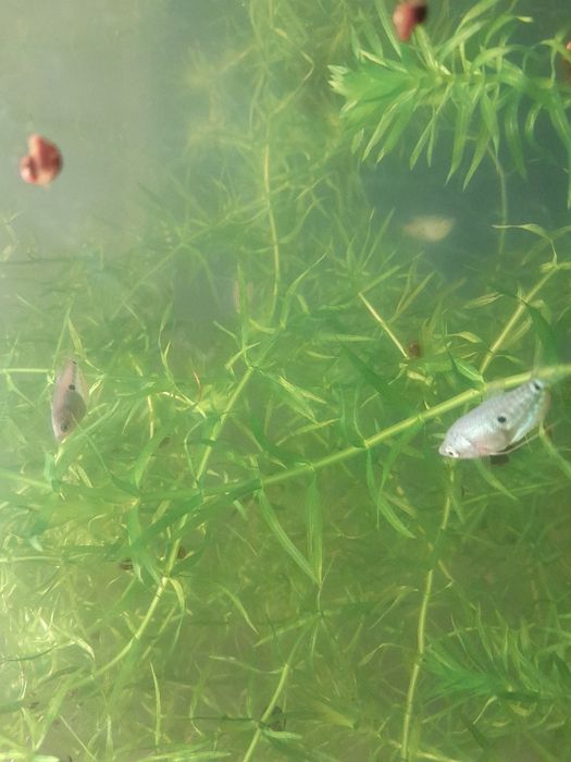 Продам рыбок гурами