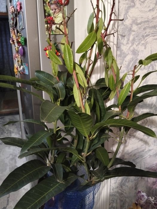 Продам дерево манго и саппадиллы