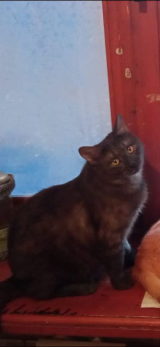 Отдам Котиков в добрые руки