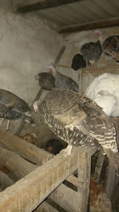 Индюшки девочки продам