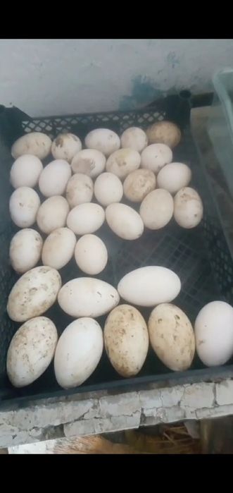 Яйца гусиные инкубационные  порода Линда