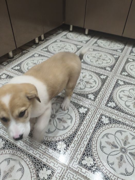 Алабай щенок продаётся