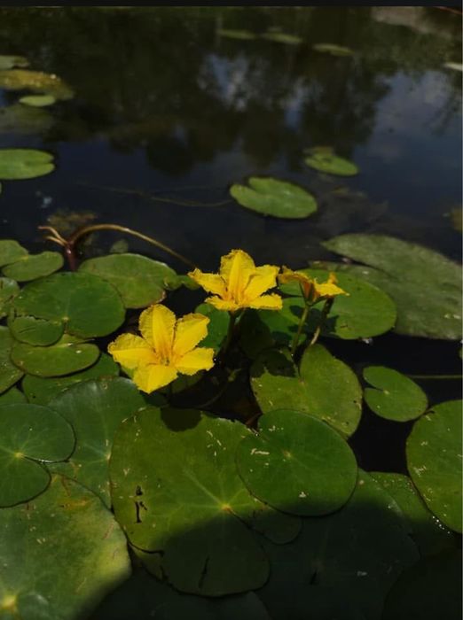 Plante de iaz, iris de balta, plutica, iarba broastei, papura pitica