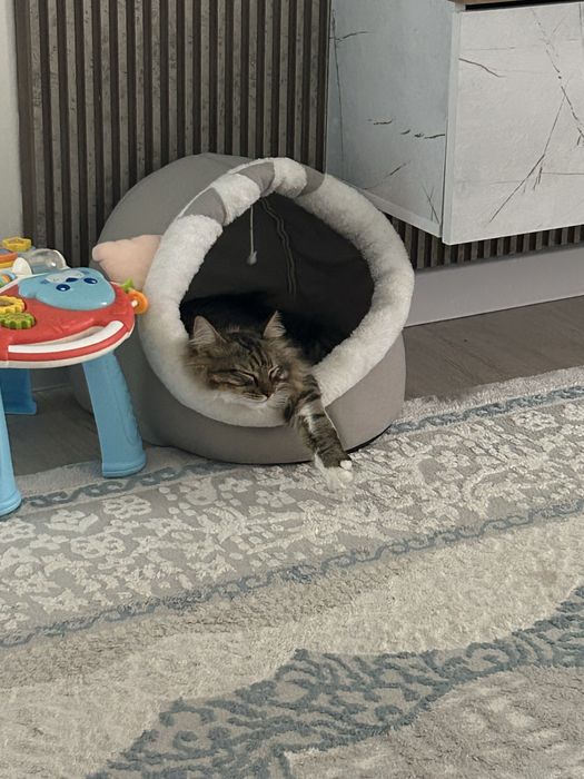 Отдам в добрые руки кошку