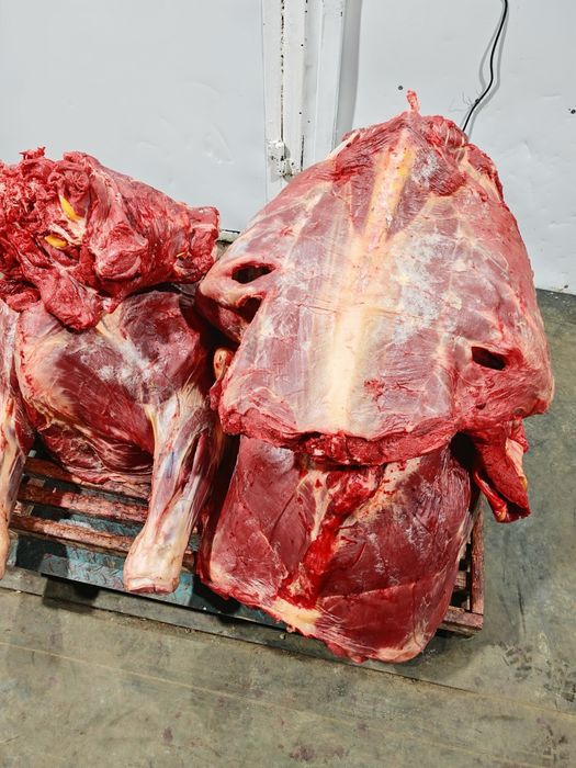 Мясо говядины конины