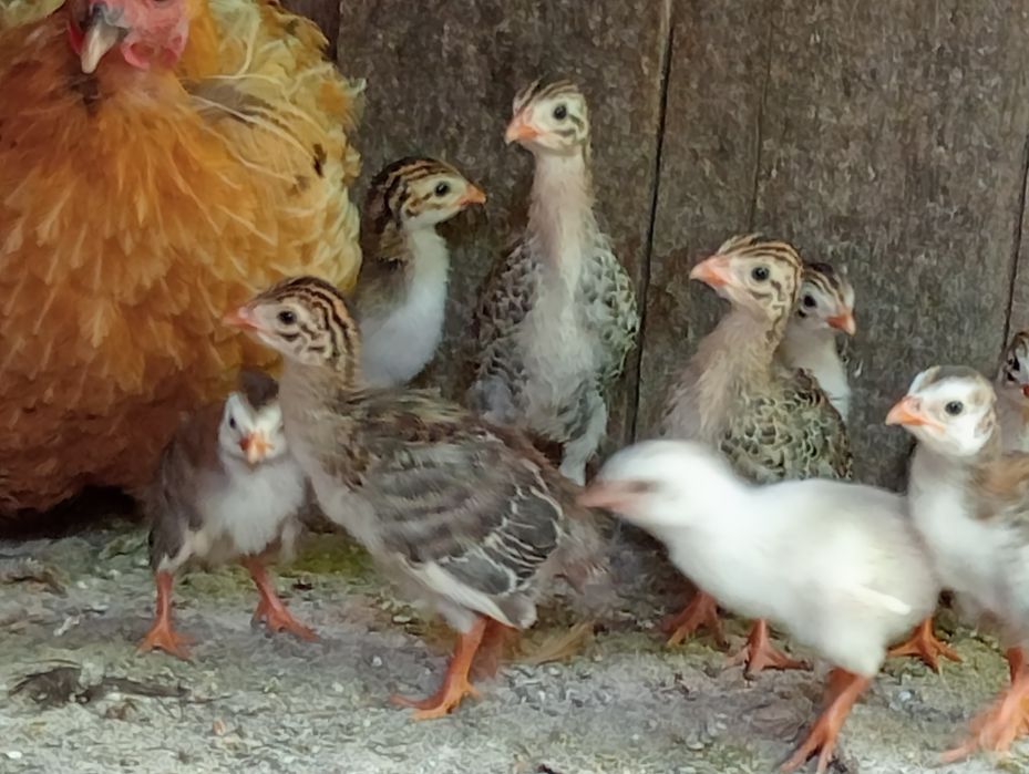 pui de bibilica la doua săptămâni