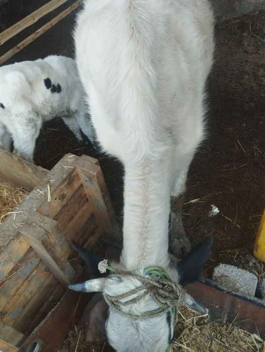 ona bola sigir  sotiladi