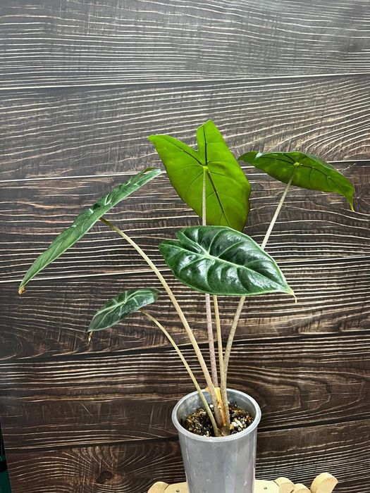 Продам Alocasia Pink Princess