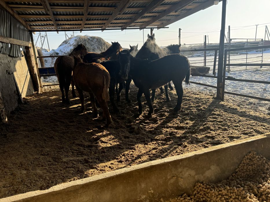 Продам лошадей с откорма . Оптом. 25 голов