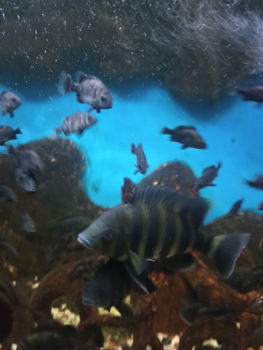 Рыба Тиляпия Зебровая, Блейк Видов