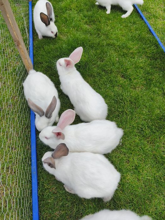 Iepuri urias Transilvania 4luni