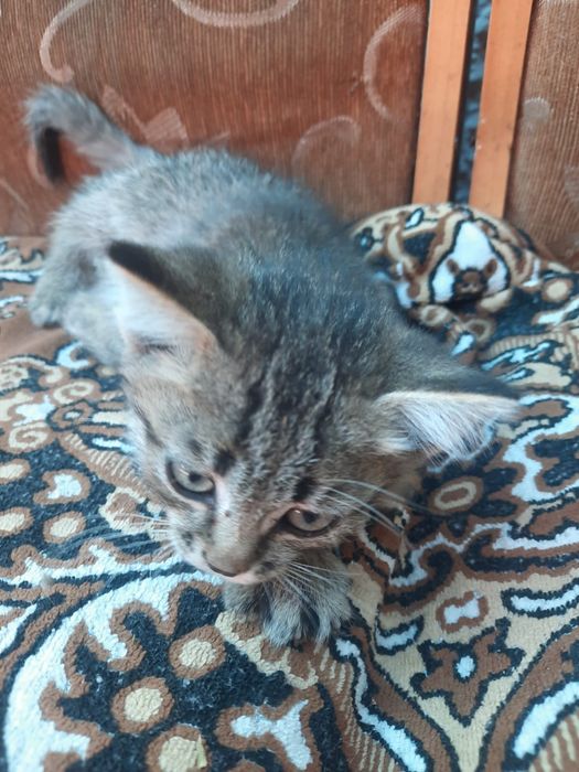 Котёнка в добрые руки