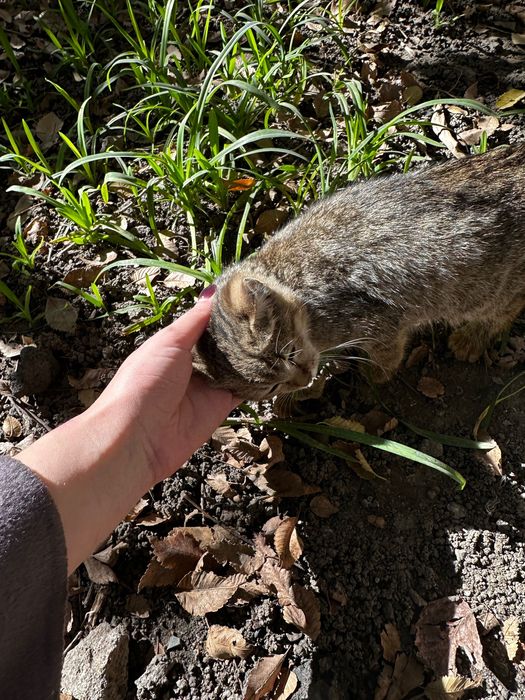 Котенок, девочка, бесплатно
