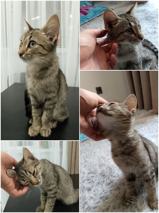 Кошка бесплатно, Астана