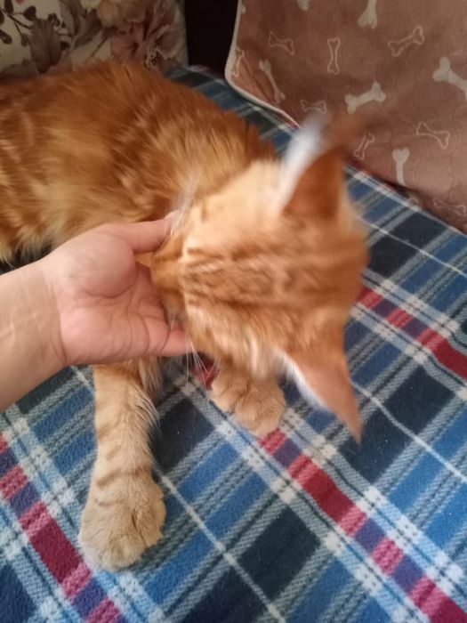 Вязка Мейн Кун Полидакт