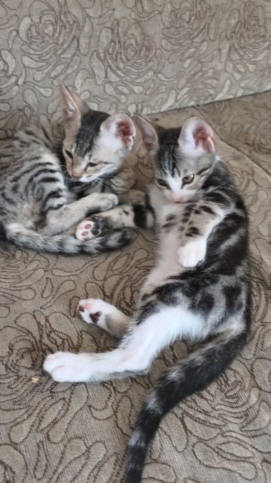 Отдам котят в добрые руки