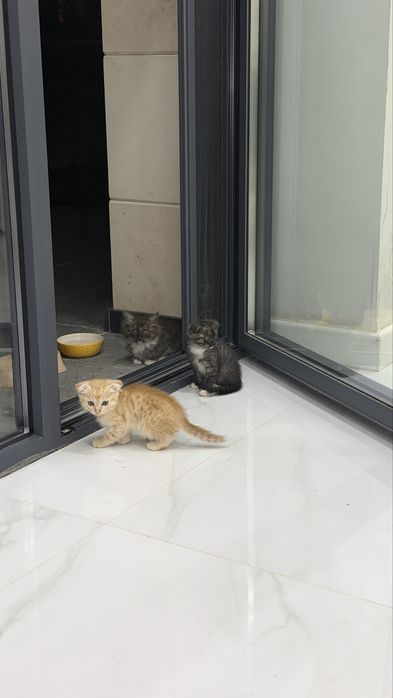 Красивые котята