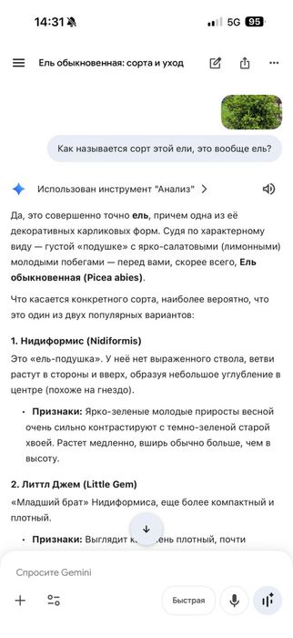 Продам ель не большая