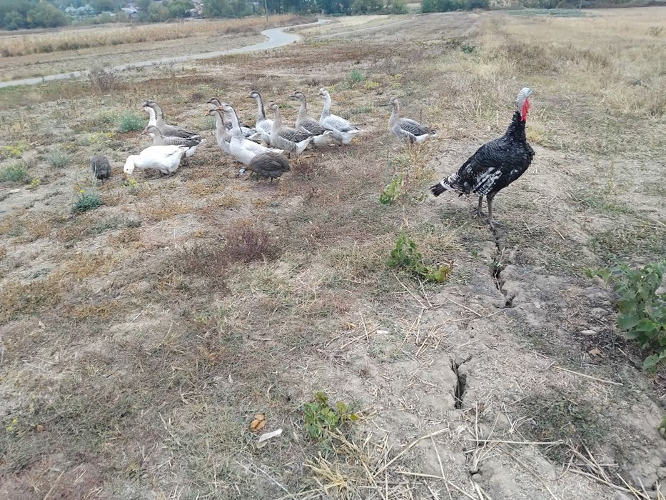 Vând rațe și gâște