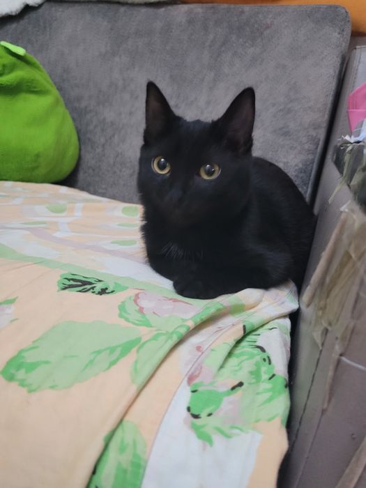 Котенок в добрые руки