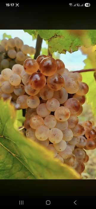 Vand struguri de vin