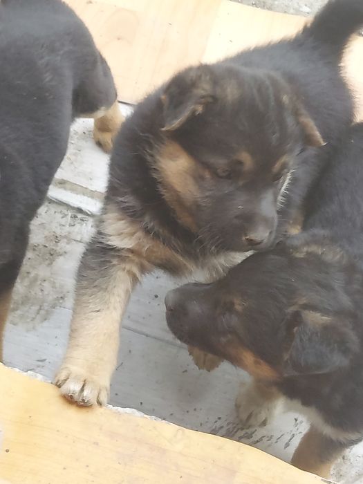 Щенки дворняжки девочки