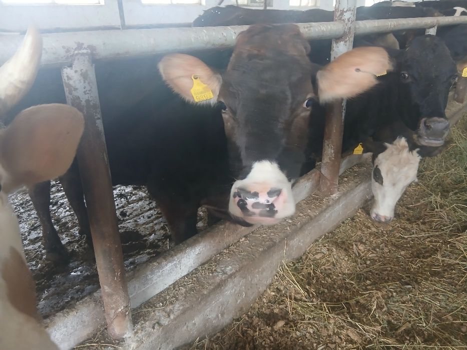 sheved sigir sotiladi