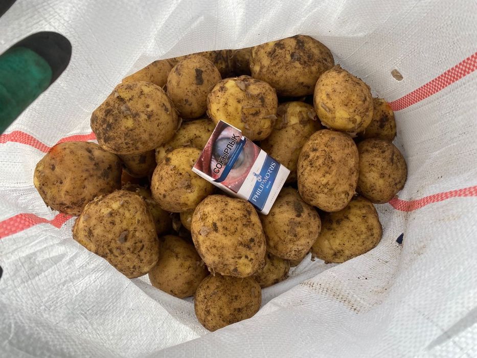 Продажа картофеля сорта Гала и Коломбо