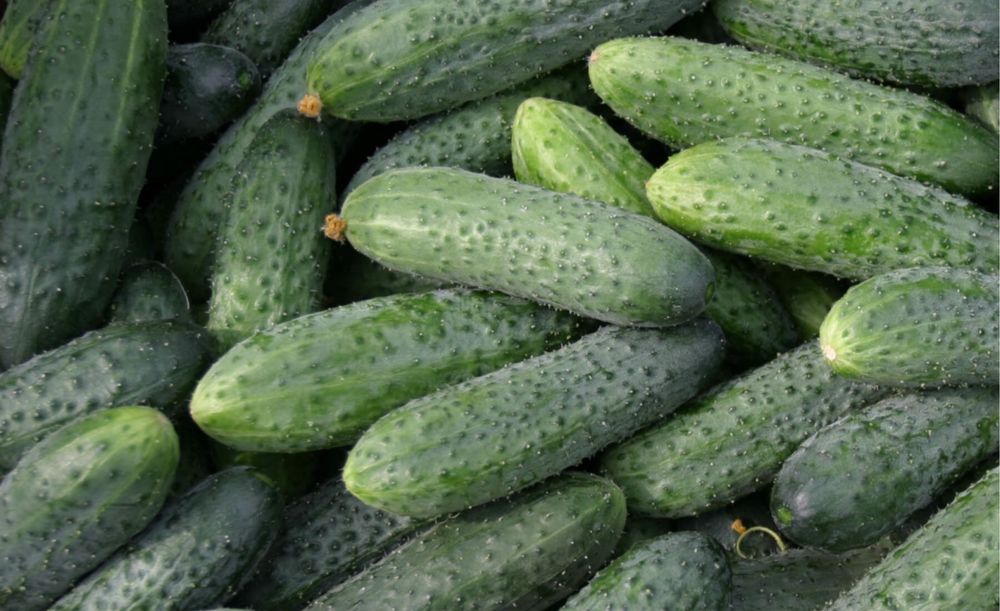 Продам домашние огурцы
