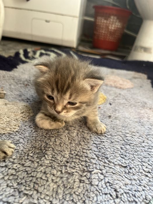 Отдам котят в добрые руки
