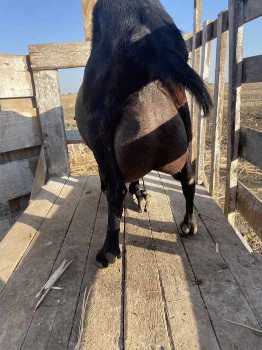 Capra metis de alpina franceza cu anglonubian