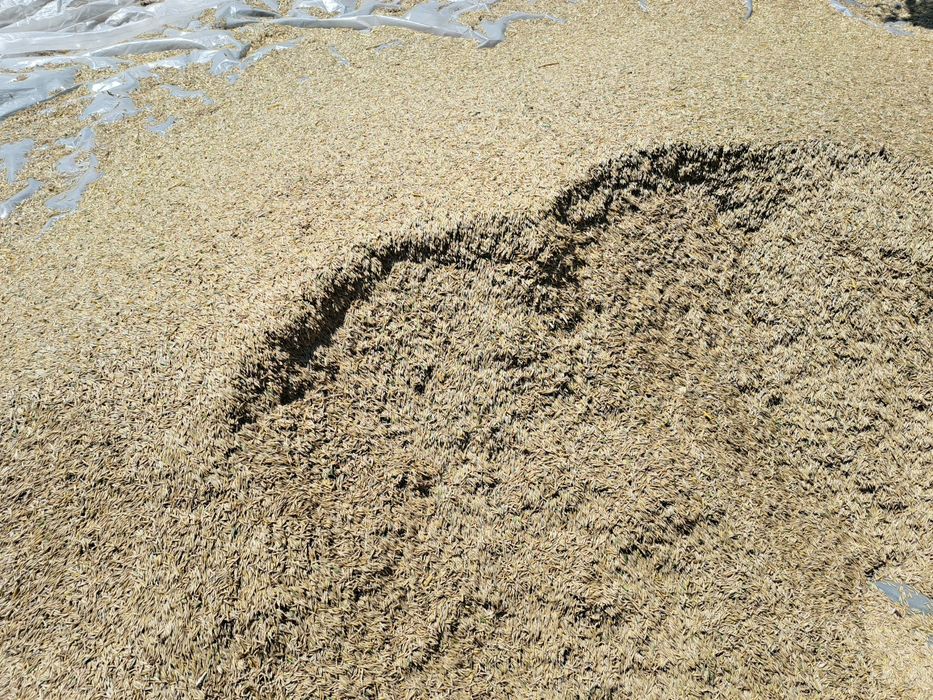 Ovaz de vanzare 2025