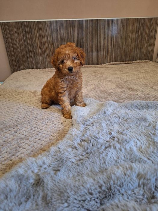 Мини пудел мъжко