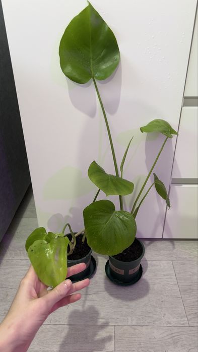 Монстера в продаже