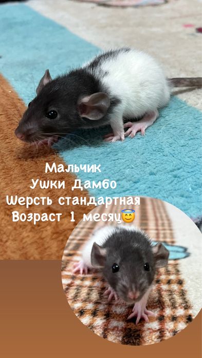 Крысята ручные малыши кудряшки  (крысы,крыса)