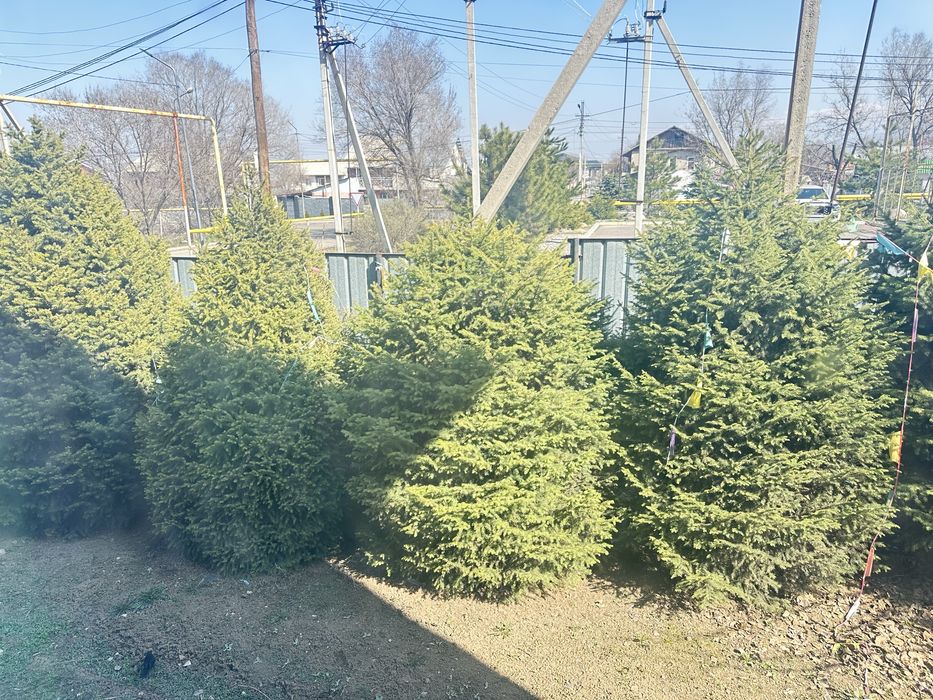 Продам елку не мальенкие