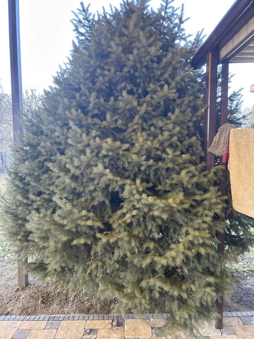 Продам тяньшанскую ёлку