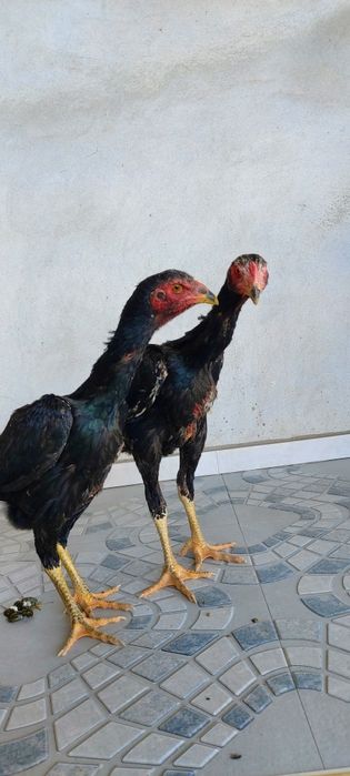 Bir par zuri bor sotuvda